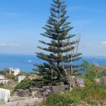 Natura ischia